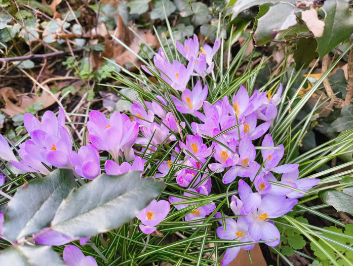 Farben stellt die Hauptkamera des Phone (2a) natürlich dar. (Bild: Tobias Költzsch/Golem.de)