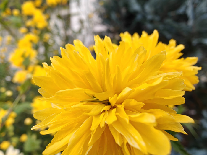 Das Oneplus Open hat eine automatische Makrofunktion. (Bild: Tobias Költzsch/Golem.de)