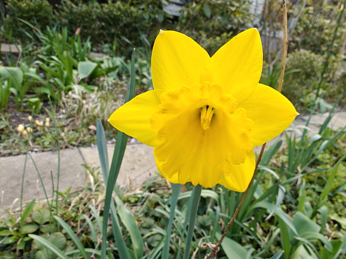 Ein mit der Hauptkamera aufgenommenes Foto (Bild: Tobias Költzsch/Golem.de)
