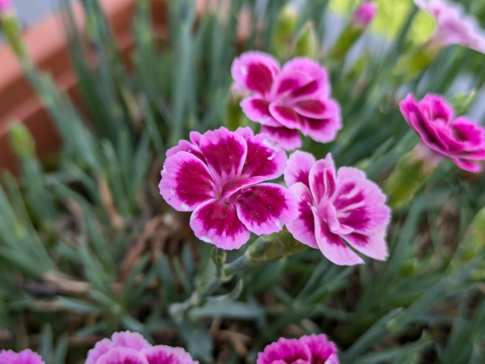 Mit der zweifachen Vergrößerung lassen sich auch gute Nahaufnahmen machen - einen Makromodus hat das Pixel 8a nicht. (Bild: Tobias Költzsch/Golem.de)