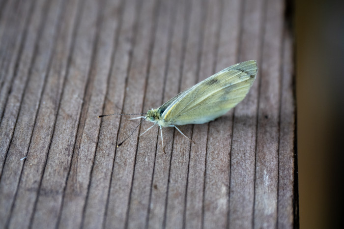 Ein Foto aus der GH7 (Bild: Martin Wolf/Golem.de)