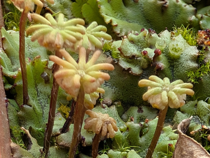 Mit dem Pixel 9 Pro XL kommt man auch abseits des Makromodus dank Teleobjektiv sehr nah an Objekte heran. (Bild: Tobias Költzsch/Golem.de)