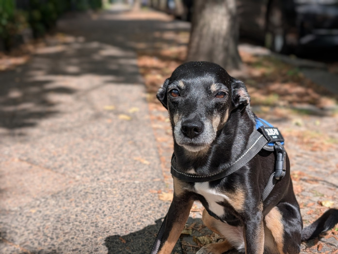 Der Porträtmodus funktioniert auch mit Haustieren sehr gut. (Bild: Martin Wolf/Golem.de)