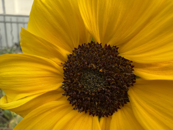 Auch Makroaufnahmen ...