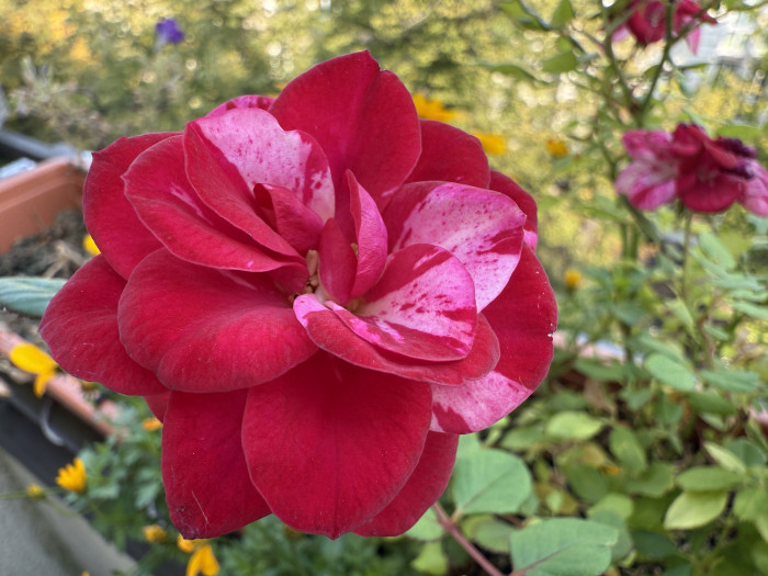 ... gelingen mit dem iPhone 16 Pro Max gut. (Bild: Tobias Költzsch/Golem.de)