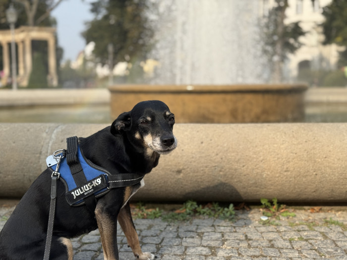 Porträts funktionieren wie gewohnt auch mit Haustieren. (Bild: Tobias Költzsch/Golem.de)