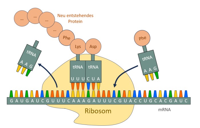 Das Ribosom liest die Information auf der mRNA wie ein Bandlaufwerk aus. Für jede Kombination aus drei Basen kann ein bestimmtes Transport-Molekül (tRNA) andocken, welches die richtige Aminosäure mitbringt. Die Aminosäuren - hier kreisförmig dargestellt - verbinden sich zu einer "Perlenkette": Ein Protein entsteht. (Bild: Helmut Linde)