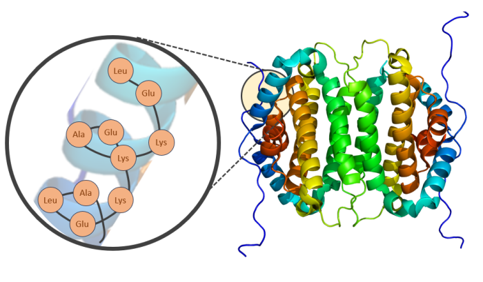 Die oft sehr langen "Perlenketten" aus Aminosäuren falten sich zu sehr komplizierten Gebilden zusammen. Aufgrund der großen Zahl an Einzelbausteinen werden Proteine üblicherweise stark abstrahiert dargestellt wie auf der rechten Seite des Bildes zu sehen. (Bild: Helmut Linde, teilweise basierend auf https://commons.wikimedia.org/wiki/File:Protein_XTP3TPA_PDB_2oie.png)