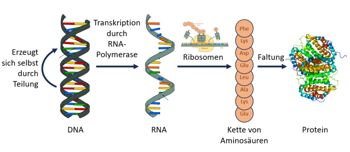 Die Übertragung von Genen aus der DNA in RNA, die anschließende Übersetzung in Ketten von Aminosäuren und letztlich die Faltung zu fertigen Proteinen sind ein Grundprinzip allen Lebens auf der Erde. (Bild: Helmut Linde, teilweise basierend auf https://commons.wikimedia.org/wiki/File:Protein_XTP3TPA_PDB_2oie.png)