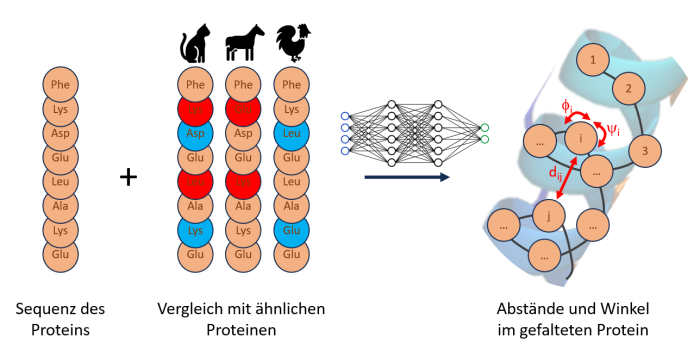 Alphafold verwendet ein tiefes neuronales Netzwerk, um aus einer Aminosäuresequenz und dem Vergleich mit ähnlichen Sequenzen (z. B. von anderen Tierarten) die paarweisen Abstände und Krümmungswinkel des gefalteten Moleküls vorherzusagen. (Bild: Helmut Linde)