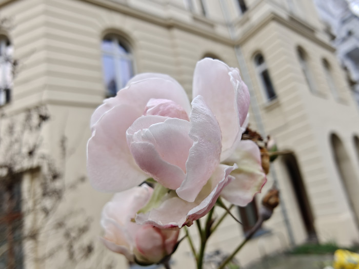 Das Oneplus 13 hat einen guten Makromodus, der über die Superweitwinkelkamera läuft. (Bild: Tobias Költzsch/Golem.de)