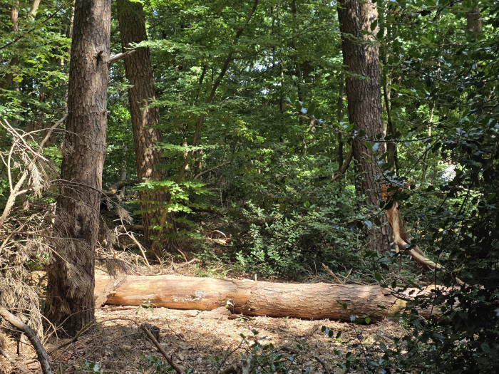 Das Fold 7 macht sehr gute Bilder, auch dynamische Lichtsituationen werden gut abgebildet. (Bild: Tobias Költzsch/Golem.de)