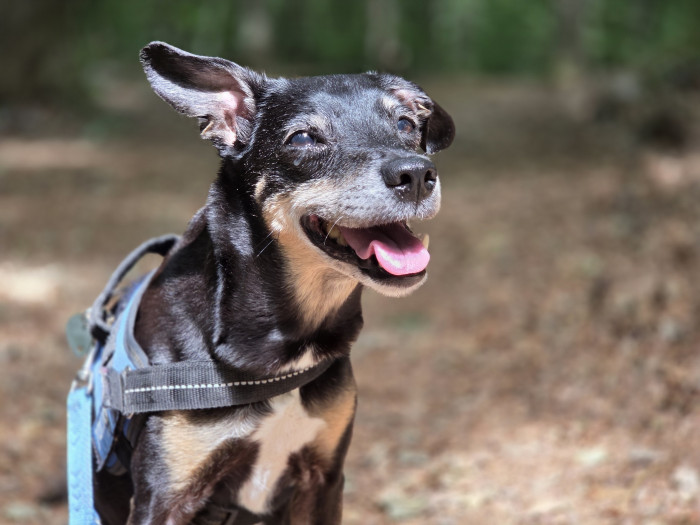 Der Porträtmodus funktioniert wie bei anderen Samsung-Smartphones ebenfalls gut bei Haustieren. (Bild: Tobias Költzsch/Golem.de)