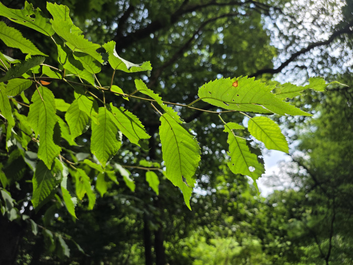 Der natürliche Schärfeverlauf der Kamera gefällt uns gut. (Bild: Tobias Költzsch/Golem.de)