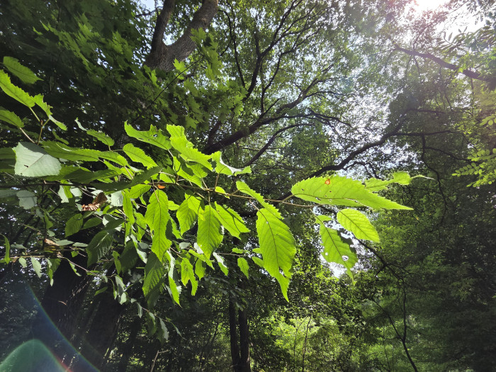 Die Superweitwinkelkamera belichtet Bilder ebenfalls sehr gut. (Bild: Tobias Költzsch/Golem.de)