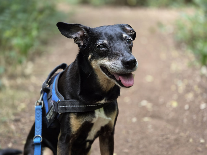 Der künstlich generierte Schärfeverlauf im Porträtmodus funktioniert gut, sowohl bei Nahaufnahmen ...