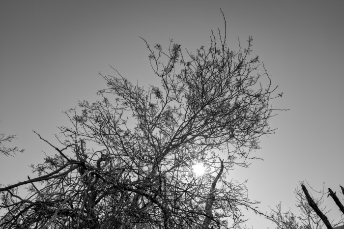 Feine Strukturen bildet die Q3 Monochrom bestens ab. (Bild: Tobias Költzsch/Golem)