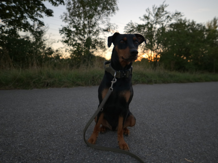 Charly mit der ILS - man beachte den schön unscharfen Hintergrund, aber auch den minimal unscharfen (weil zappeligen) Hund. (Bild: Steinlechner / Golem)